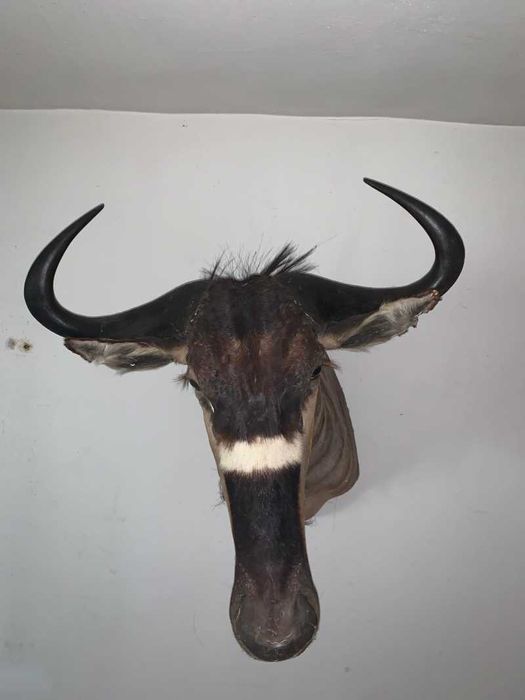 Bust Gnu/antilopă
