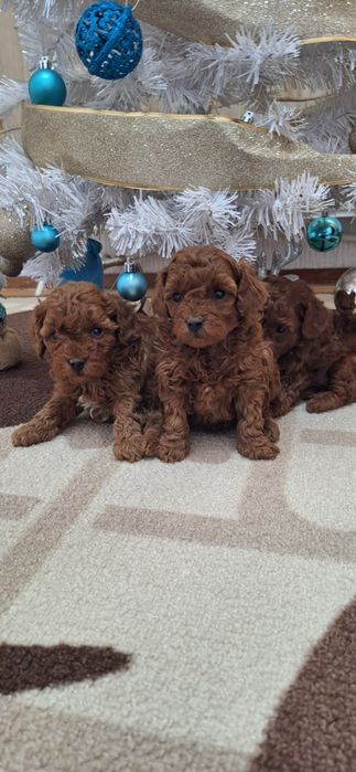 Той Пудел / Poodle Toy