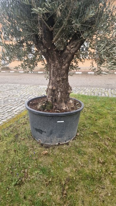 Маслинови   дървета