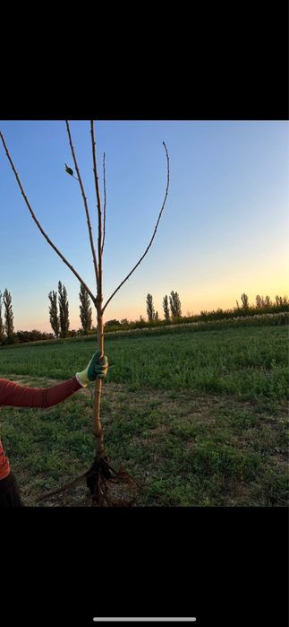 Pomi fructiferi clasici - OFERTA 10+1 GRATIS