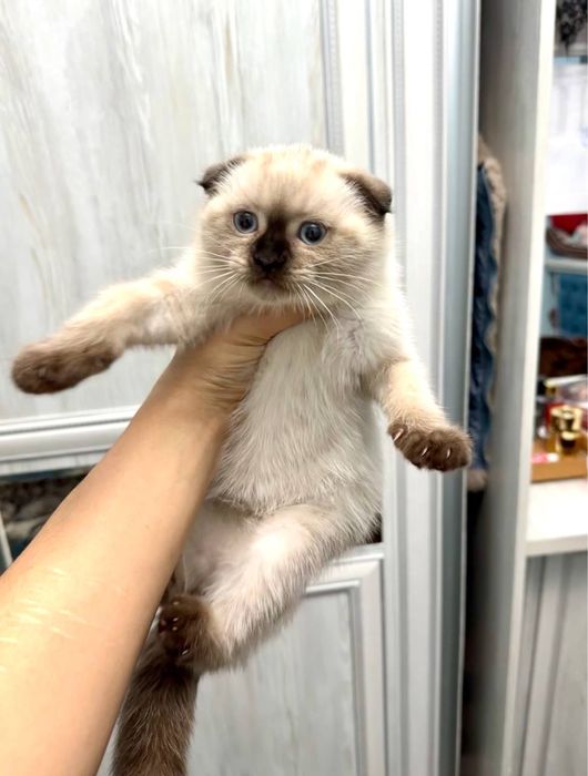 Сакотиш фолт срочна сотилади