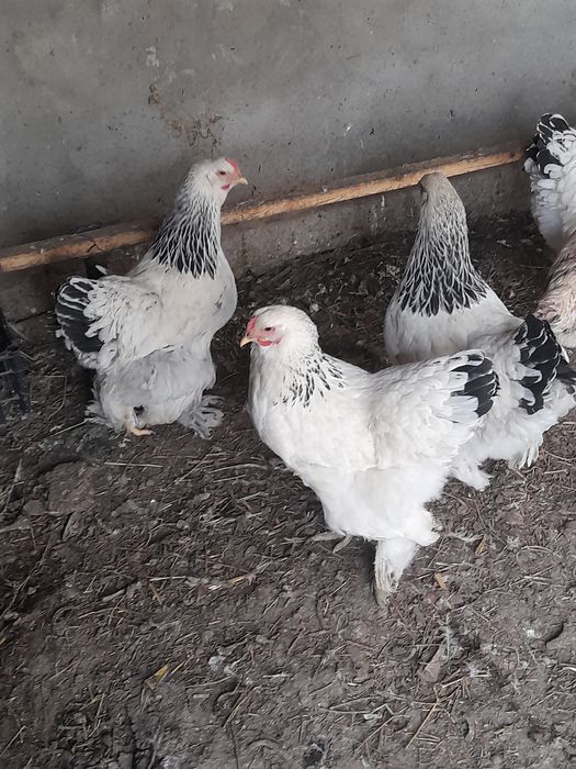 Svetli bramalar sotiladi