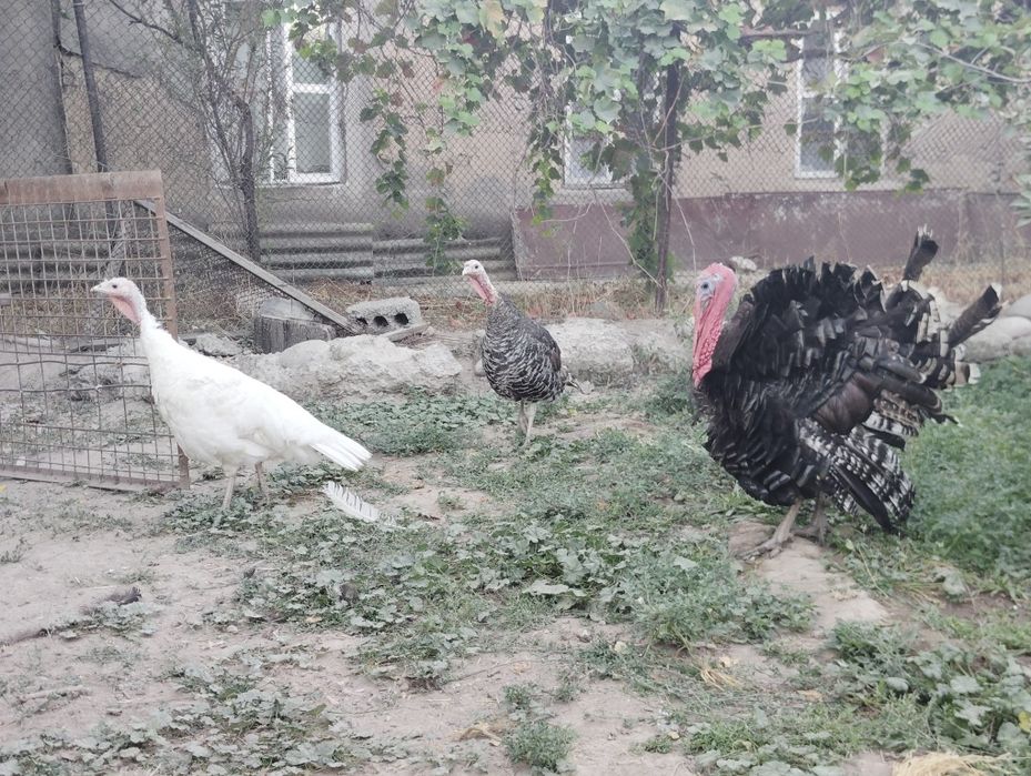 Kurka tovuqlar sotiladi