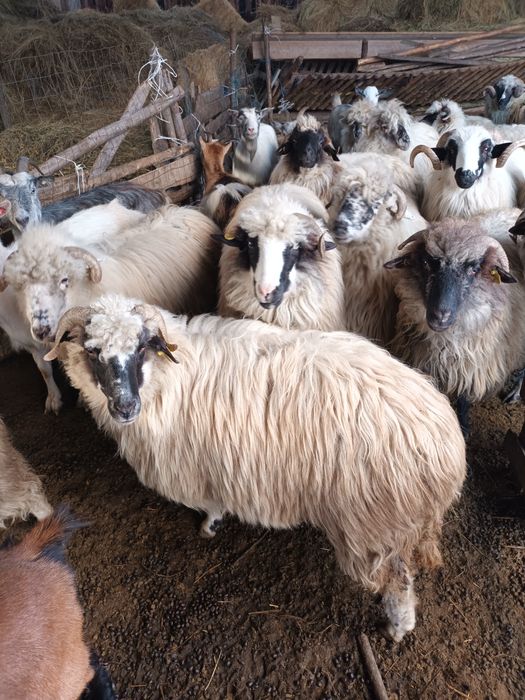 Vând 10 oi de a fata