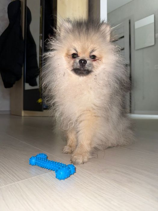 Продам щенка мини щпица