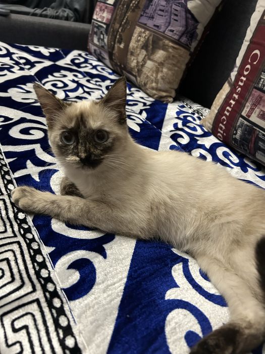 Котенок, девочка, отдам в добрые руки с приданным.