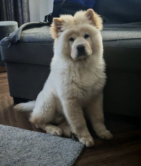 Femela 5luni chow chow