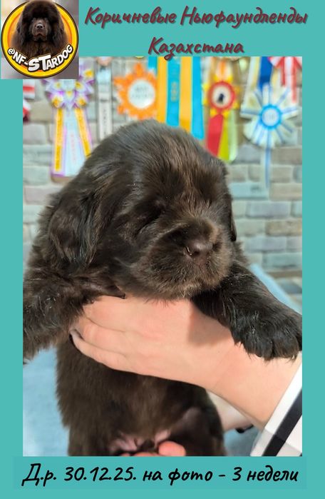 Щенки Ньюфаундленда