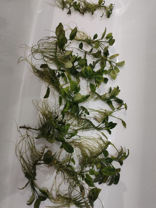 Анубиас Нано и Нано Петит