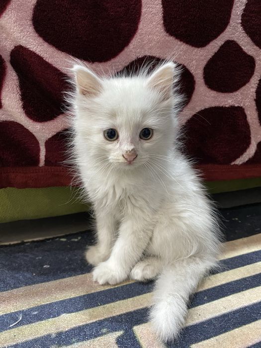 котёнок в добрые руки! мальчишка