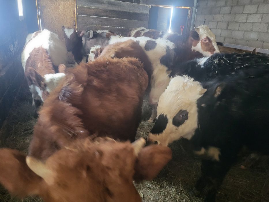 Продам годовалых телят