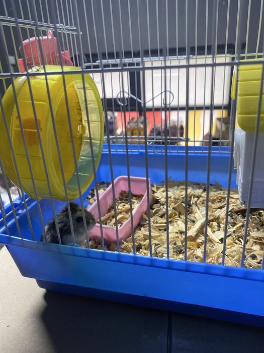 Хомяк Джунгарский