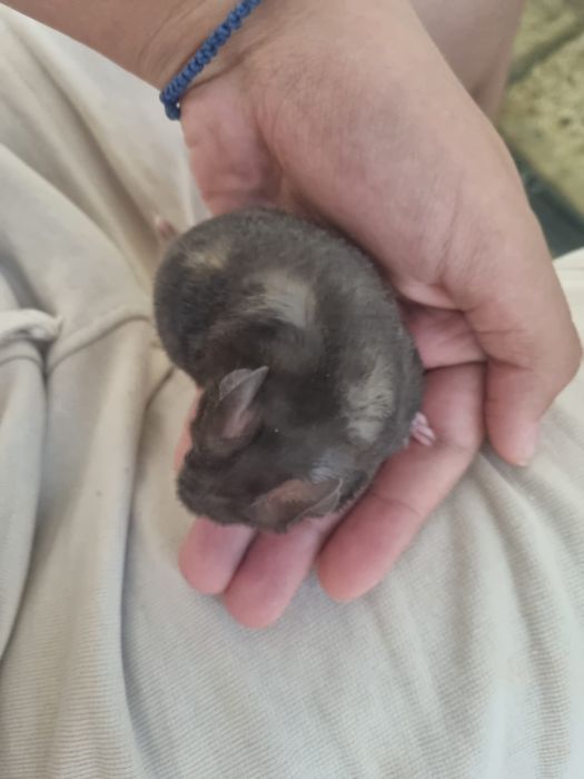 Hamster sirian
