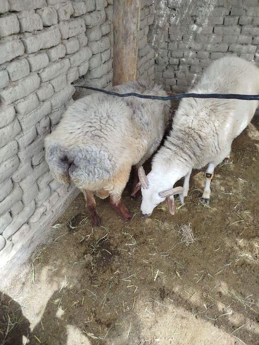 qochqor sotiladi