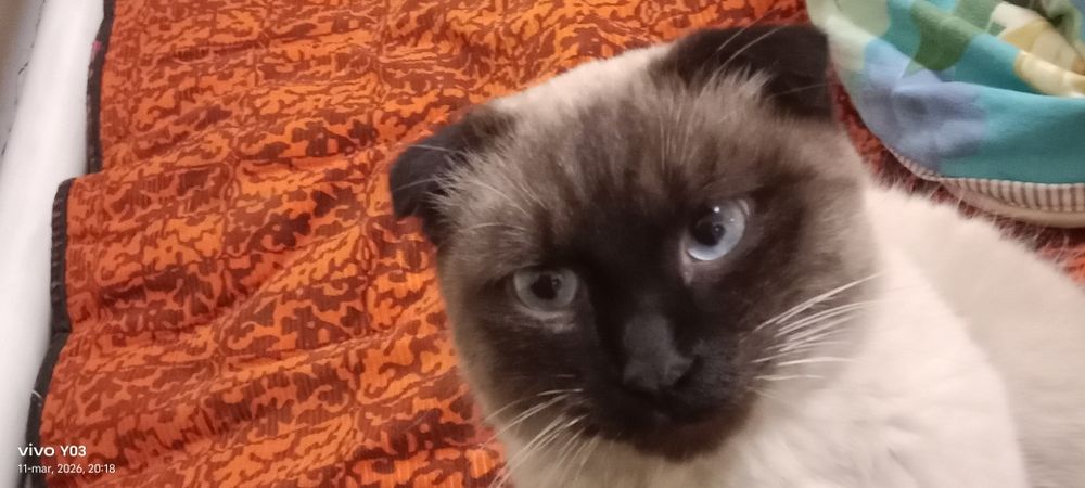 Fold mushuk ogil bola