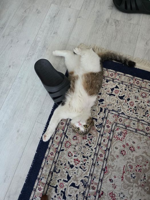 самая лучшая кошка покемон