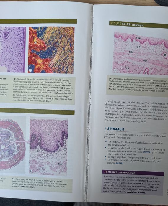 Junqueira's Basic Histology 16th edition
