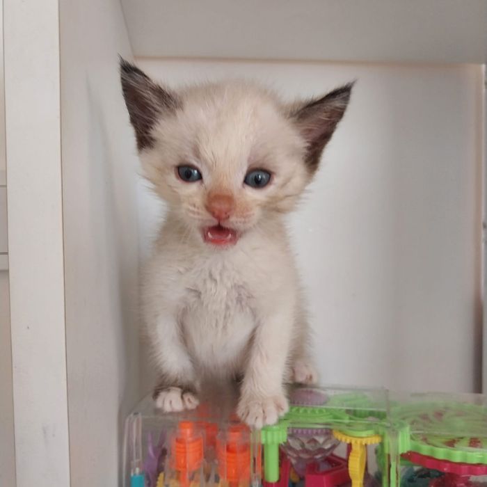 Милые котята ищут дом