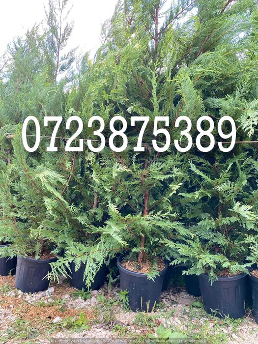 Leylandii – Aspect Elegant pentru Amenajări Exterioare