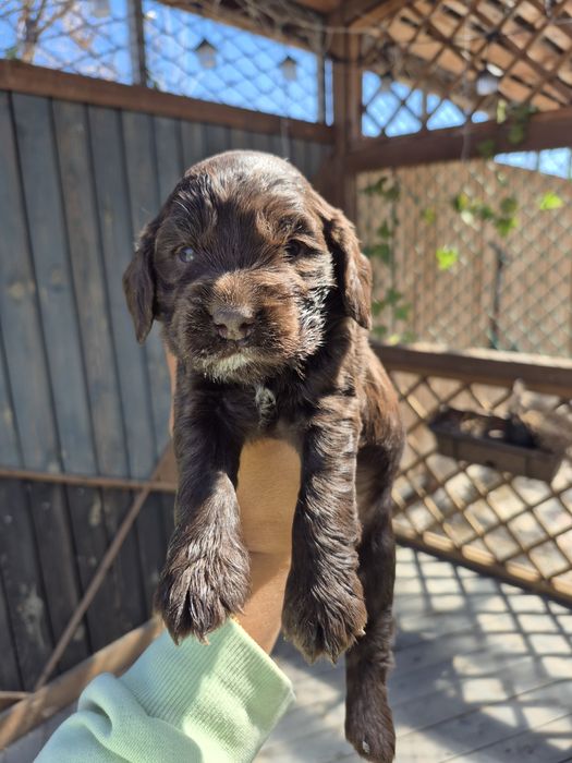 Щенки спаниели мальчик и девочка
