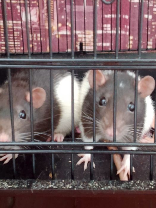 крыски милые красивые