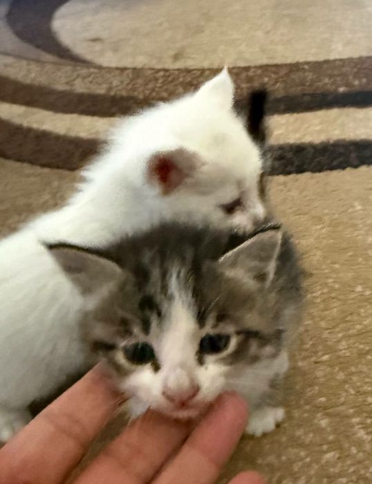 Ласковые,добрые игривые котята