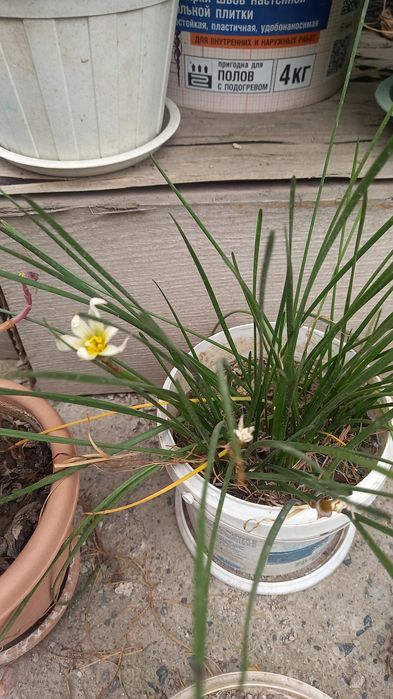 Комнатные цветы красивые