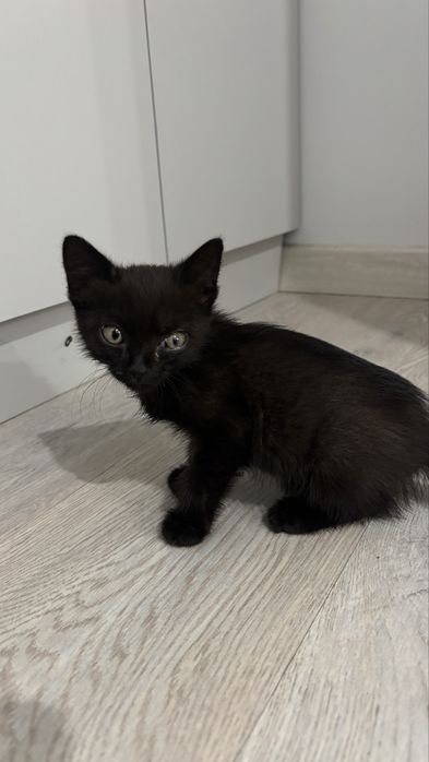 отдам котенка даром!)