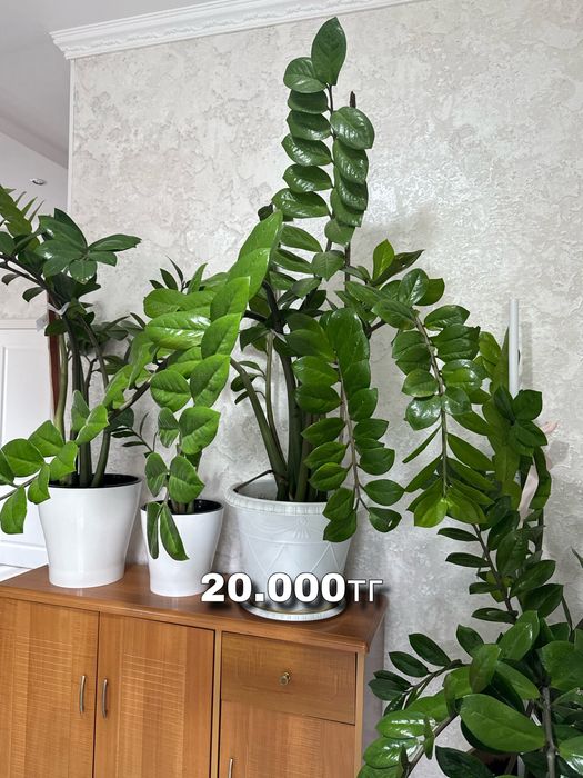 Продаю комнатные цветы