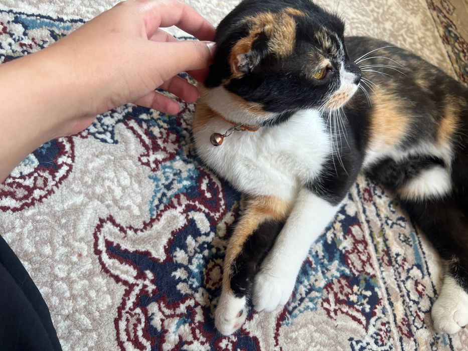 Mushuk, кошка hadiyaga