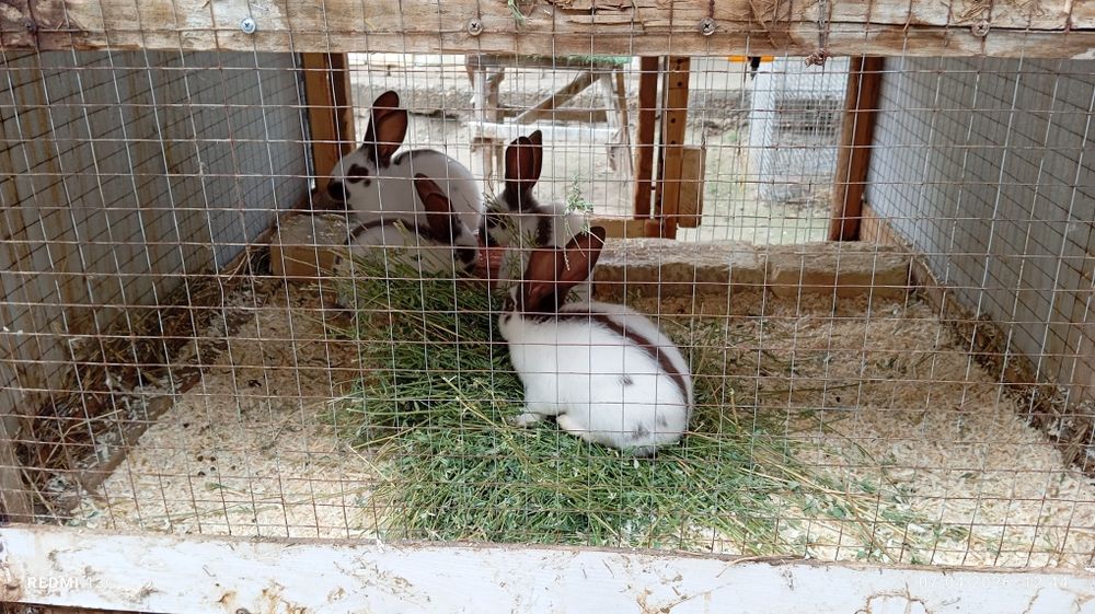 Strakach quyonlarimiz sotiladi