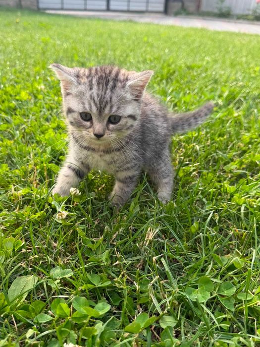 Котята милые, глаза красивые