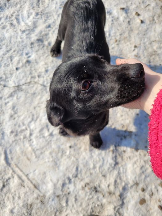 Donez cățeluși 4 luni