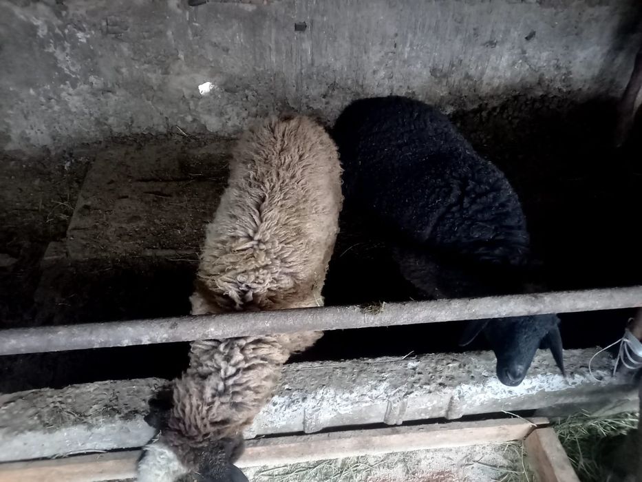 Кой козысымен семиз