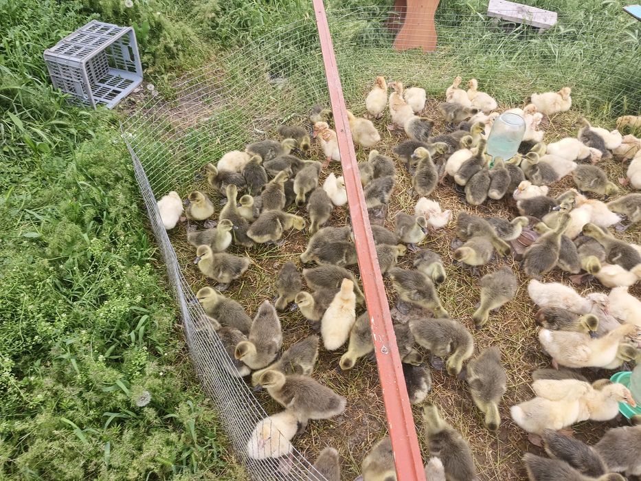 Продам.  гусать крупни сери