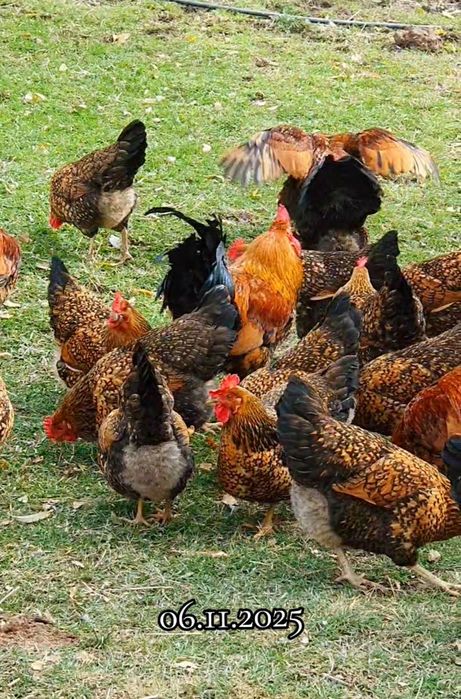 Яйцо Кучин Сицевый