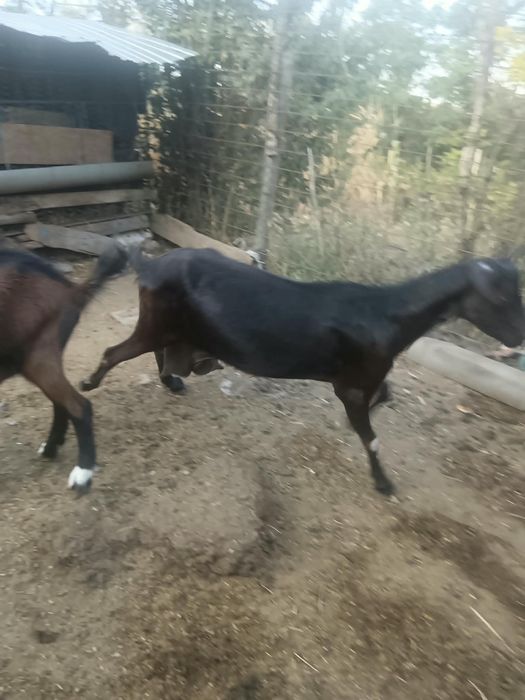 Capre cu lapte de vânzare