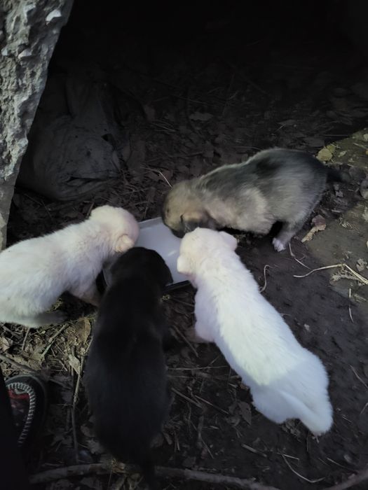 Отдам щенков в хорошие руки