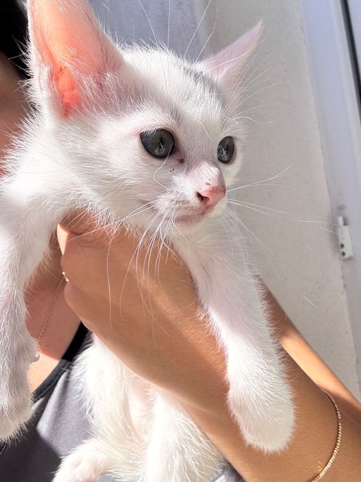 Подарявам малки котенца