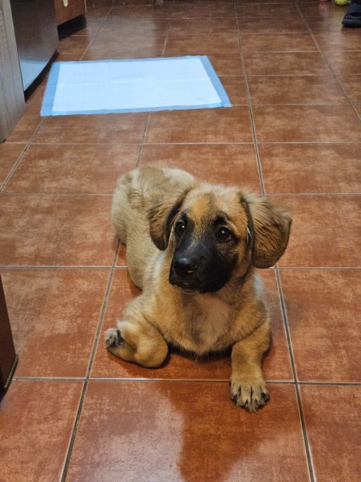 Adoptie 2 catelusi, impreuna sau separat, o mama si un pui