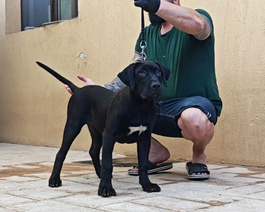 Femela de Presa Canario