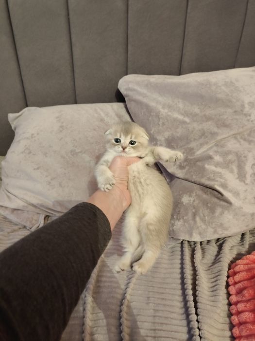 Алматы котята Шикарные Малыши
