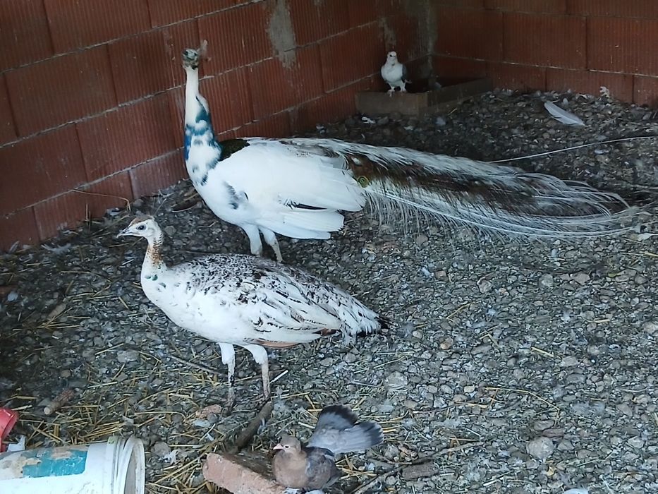 Păuni maturi umeri negrii