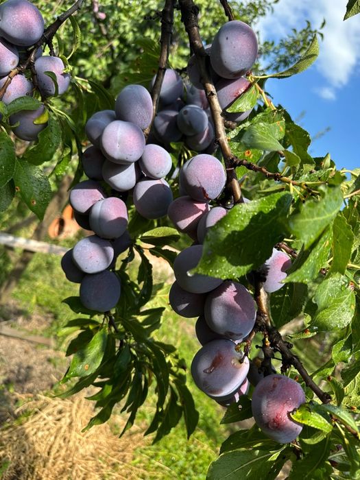 Vand prune anaspet de masa