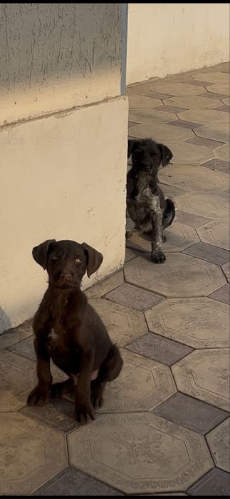 Шикарный Щенок дратхара кобель