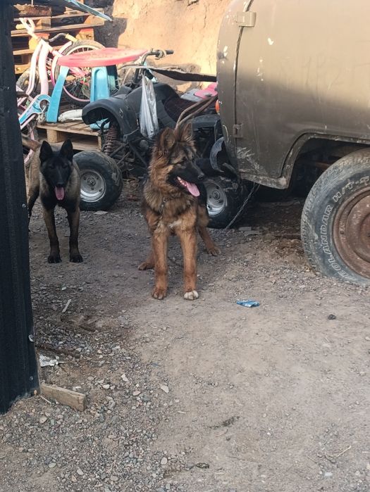 Немецкая авчарка продам