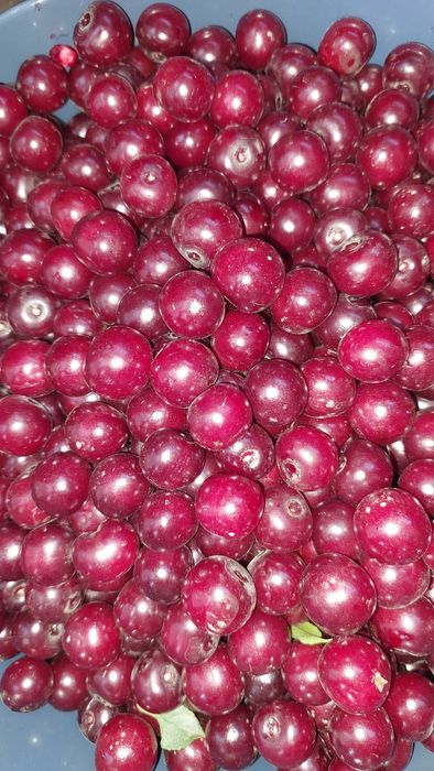 Продаю вишню крупную