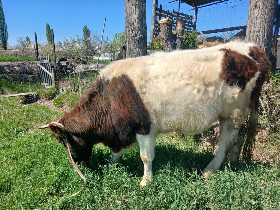 Сатылады бағасы 650000