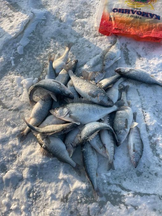 Рыба. Окунь и судак Алакольский