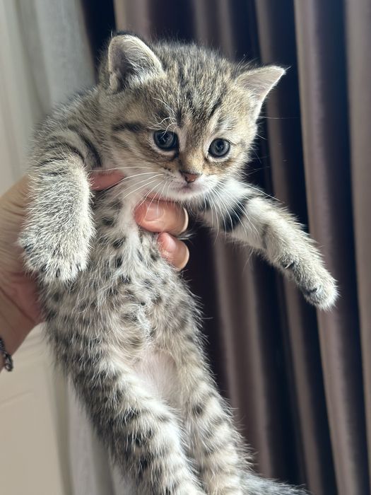 Мушук болалари зотли